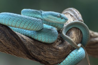 The white-lipped pit viper, is a venomous pit viper species endemic to Southeast Asia