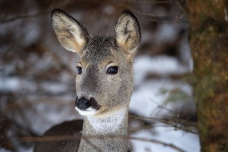 Wild roe deer in winter in the wild. Capreolus capreolus