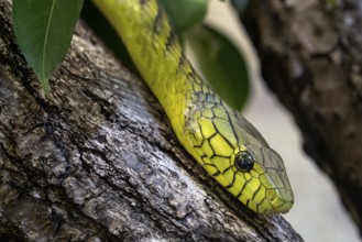 The green mamba (Dendroaspis viridis), a venomous snake