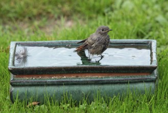 Redstart in pot with water standing in green grass looking right