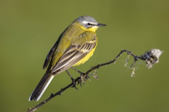 Yellow wagtail, Motacilla flava, sitting on a branch