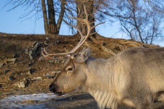 Reindeer (Rangifer tarandus), animal portrait, Bodø, Norway