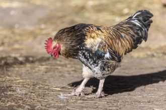 Free-ranging barnyard rooster with colorful plumage, outdoor breeding. Bas-Rhin, Collectivite
