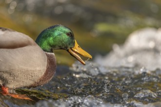 Male mallard (Anas platyrhynchos) duck looking for food in a river. Thann, Haut-Rhin, Collectivite