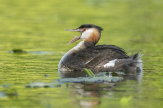 Great Crested Grebe beak wide open (Podiceps cristatus) on a river. Bas-Rhin, Collectivite
