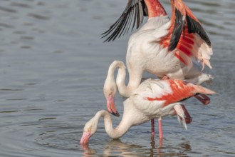Greater Flamingo couple mating in courtship (Phoenicopterus roseus) in a swamp in spring. Saintes