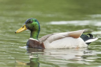 Mallard male (Anas platyrhynchos) swimming on a river. Bas-Rhin, Collectivite europeenne d'Alsace,