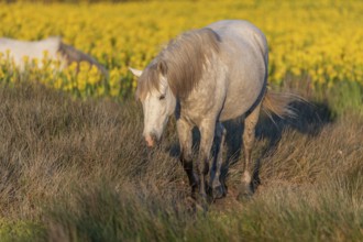Camargue horses feeding in a swamp full of yellow irises. Saintes Maries de la Mer, Parc naturel