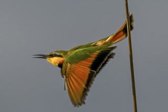 Bee-eater (Merops apiaster) flying, Moremi Game Reserve, Okavango Delta, Maun, Botswana
