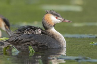 Great Crested Grebe (Podiceps cristatus) with her chicks a few days old on a river. Bas-Rhin,