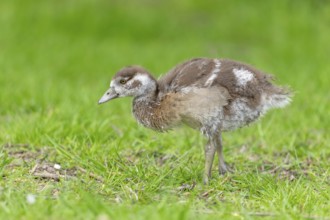 Egyptian goose chick (Alopochen aegyptiaca) at the edge of a river. Bas-Rhin, Collectivite