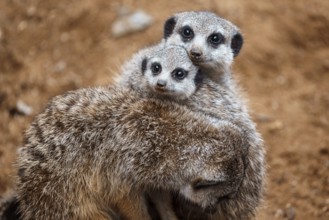 Suricate or meerkat (Suricata suricatta) Family photos of the cute creature