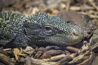 The crocodile monitor, Varanus salvadorii. Also known as the Papuan monitor