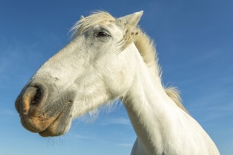 Camargue horse portrait in a pasture in the Camargue national park. Provence-Alpes-Cote d'Azur,