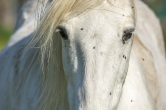 Camargue horse portrait in a pasture in the Camargue national park. Provence-Alpes-Cote d'Azur,