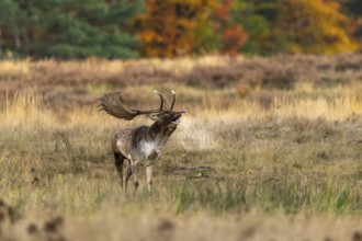 Roaring fallow deer (Dama dama) during the rut in a clearing, Rüsselsheim am Main, Hesse, Germany