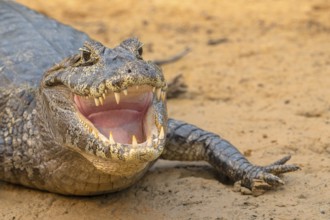 Spectacled caiman (Caiman crocodilus yacara), Crocodile (Alligatoridae), crocodile (Crocodylia),