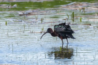 Glossy Ibis (Plegadis falcinellus) Wading Bird