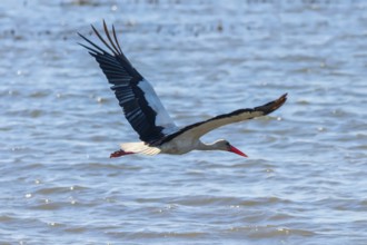 Stork in Flight. White Stork (Ciconia ciconia)