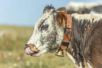 Cows cow with a bell potrait in pasture in mountain.Alsace, Vosges, France