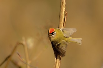 Courting goldcrest Displaying Firecrest