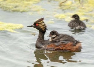 Eared Grebe Canada in Pond with Babies Saskatchewan Canada
