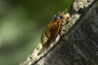 The 17-year cicada, Magicicada cassini, emerges in vast numbers in North America every 17 years,