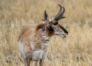 Pronghorn Antelope Saskatchewan in Springtime Farmers field