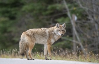 Wild Coyote Prairies Canada Saskatchewan on the hunt