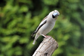 Hawfinch female on a branch. Hawfinch sitting on a tree