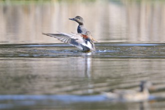 Gadwall ducks, Upper Lusatia, Saxony, Germany, Anas strepera, Gadwall, Germany