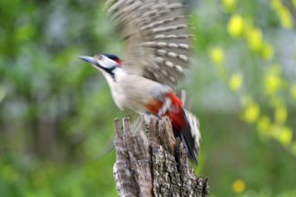 Dendrocopus major, (Picoides major)