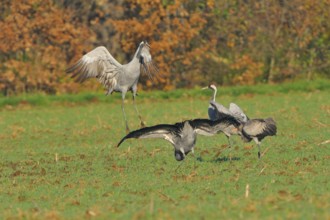 Common Crane, Grus grus, grey crane, Europe, europe, animals, bird, birds, crane, crane