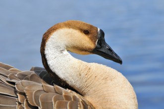Swan goose in preening