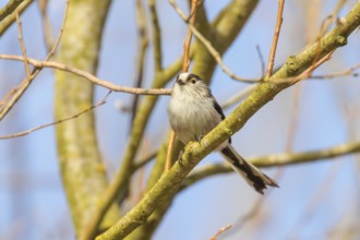 Long-tailed tit on branch (Aegithalos caudatus) Cute little Bird