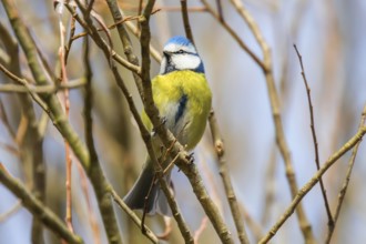 Blue tit on branch, Eurasian blue tit, (Cyanistes caeruleus)