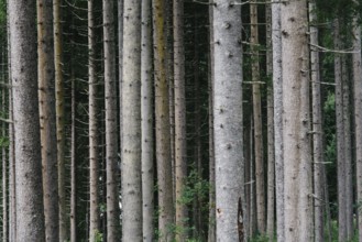 Pattern of trunks of pine trees in the forest, nature background, abstract