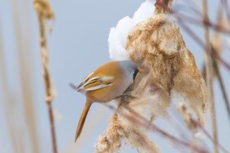 Cute little bird, Bearded tit, male Bearded reedling (panurus biarmicus)