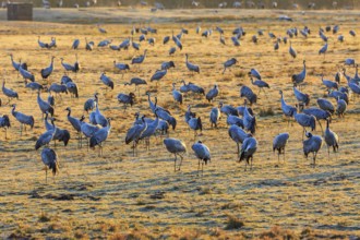 Flock of cranes grazing on a field in spring