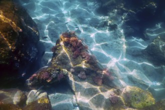 Under the Sea, Underwater Scene Sunlight, Fish Underwater Life