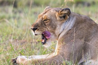Lion licking her mouth after a meal