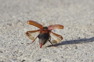 Cockchafer shortly in front of take-off with folded up cover wings and unfolded skin wings