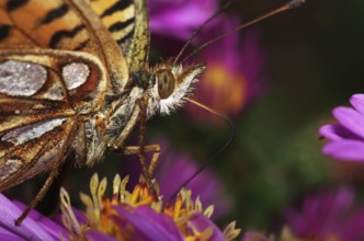 Pearl-bordered fritillary on aster blossom drinking nectar