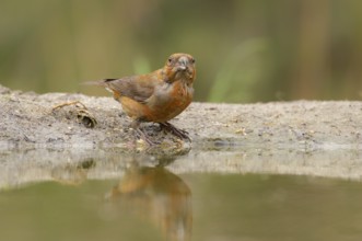 Male Red Crossbill drinking