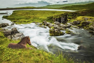 Summer in Iceland. Ruffled sleek Icelandic horse resting in the tall grass. Fjord and cascade falls
