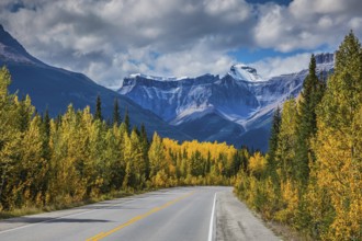 Bright yellow aspen and birch beside the road. Canadian Rockies, Banff National Park in the autumn.