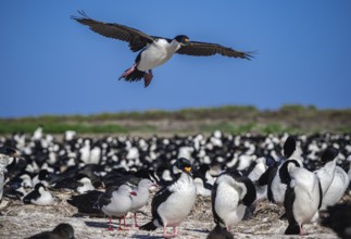 Blue-eyed Cormorant (Phalacrocorax atriceps), also Imperial shag, landing in a breeding colony,