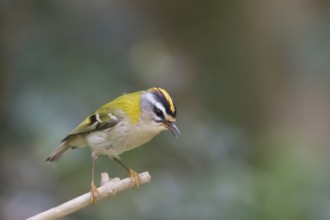 Firecrest on perch