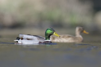 Swimming Mallards
