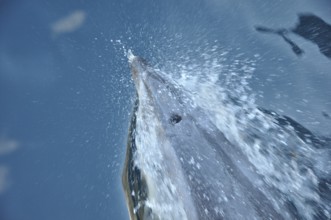 Bottlenose dolphins, Tursiops truncatus, at bow of ship in Milford Sound, Fiordland, New Zealand